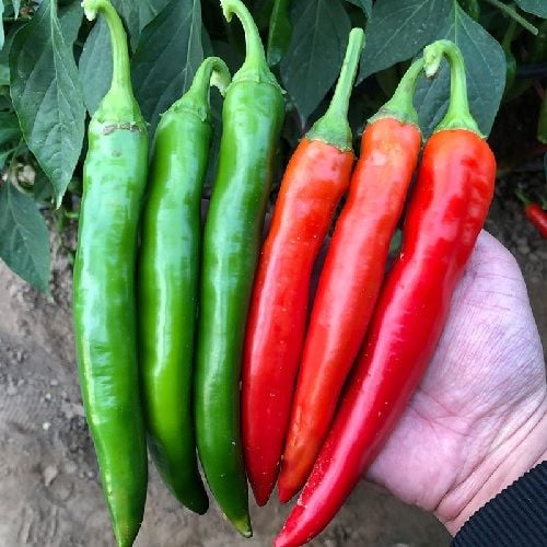 Ớt Chỉ Địa [ Home Garden - Thái Lan ]