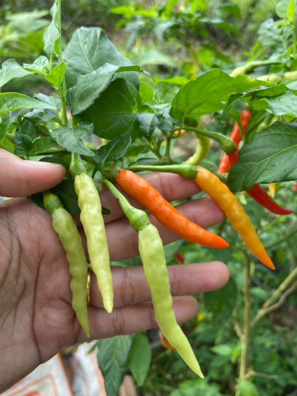 Ớt Karen [ E-W Seeds - Thái Lan ]