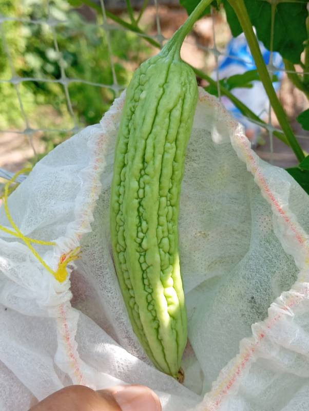 Khổ Qua Xanh Mỡ F1 [ E-W Seeds - Thái Lan ]