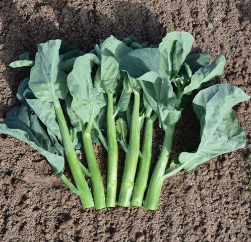 Cải Rổ [ E-W Seeds - Thái Lan ]