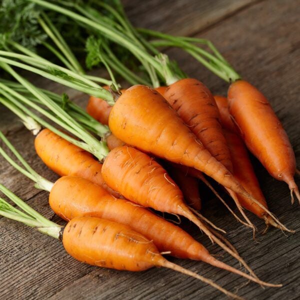 Carrot Mini Express [ Home Garden - Thái Lan ]