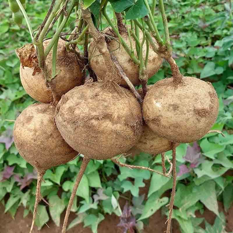 Củ Sắn (Củ Đậu)