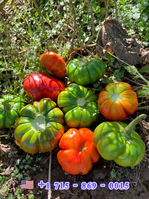 Cà Chua Múi [ E-W Seeds - Thái Lan ]