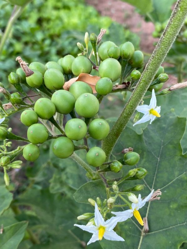 Cà Pháo Xanh Trái Chùm [ E-W Seeds - Thái Lan ]