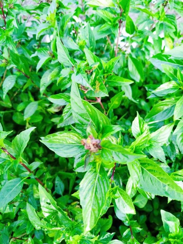 Húng Quế Lá To [ E-W Seeds - Thái Lan ]