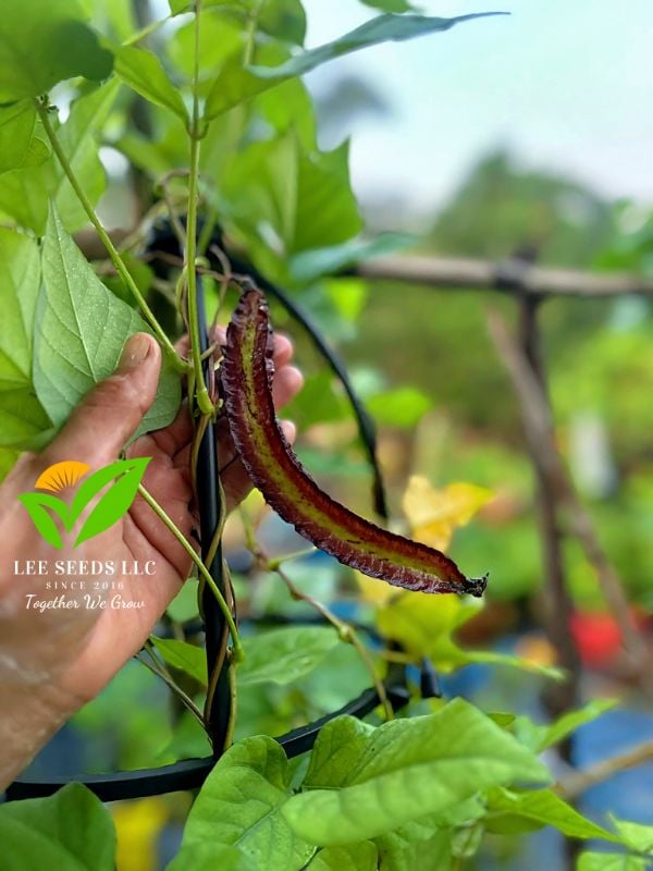 Đậu Rồng Tứ Quý Đỏ [ AAA - Thái Lan ]