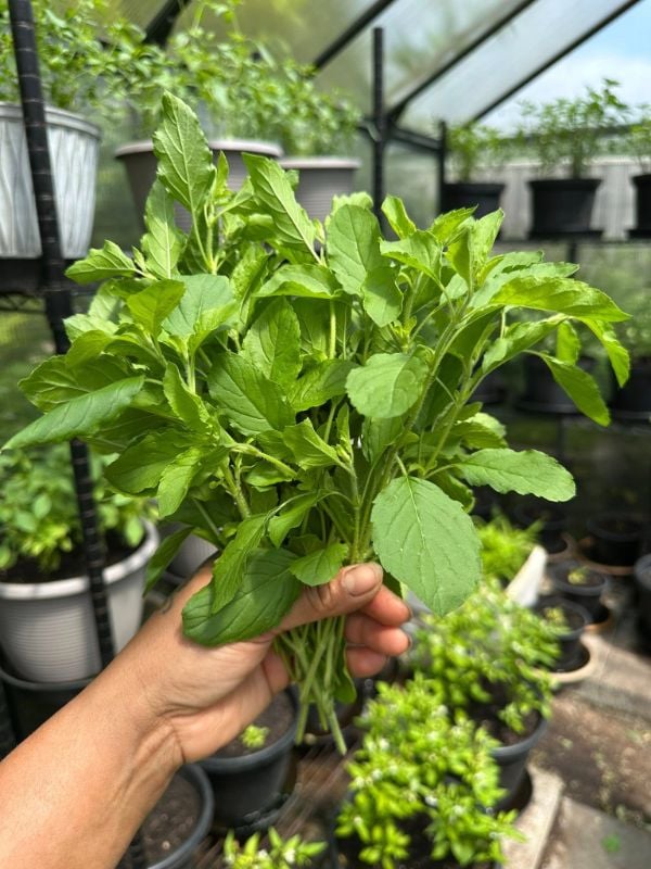 Húng Quế Xanh [ E-W Seeds - Thái Lan ]