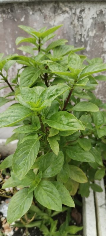 Húng Quế Lá To - JJ Large Leaf [ JUIJIA - Thái Lan ]