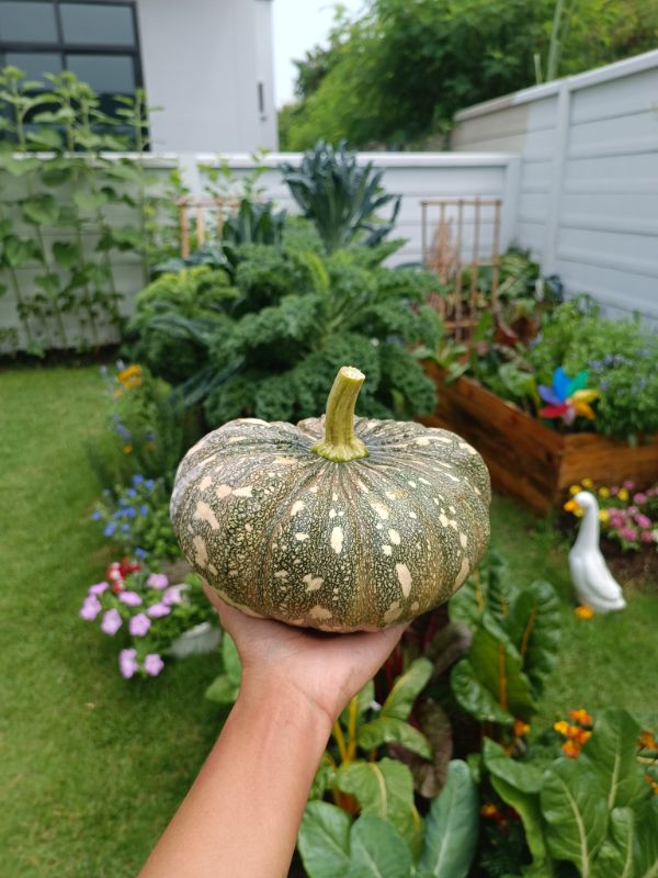 Bí Đỏ Đốm Nâu Lai F1 - 573 [ E-W Seeds - Thái Lan ]