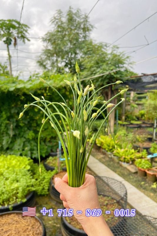 Hẹ Ăn Bông RD523