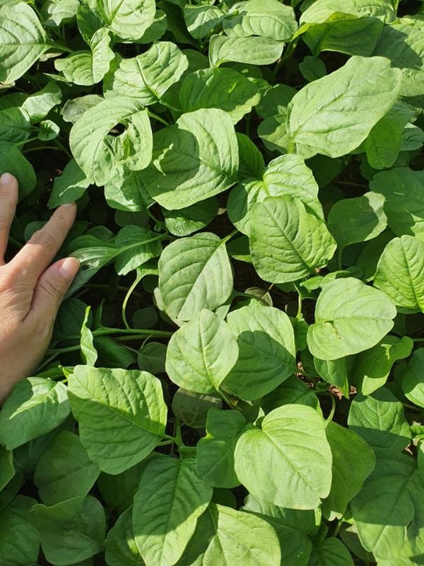 Dền Cơm [ JUIJIA - Thái Lan ]