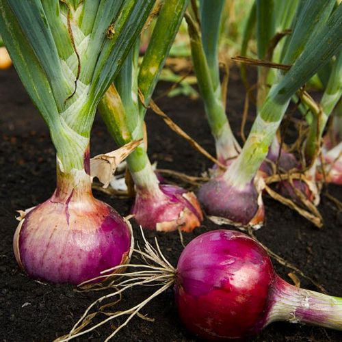 Hạt Giống Hành Tím Củ [ E-W Seeds - Thái Lan ]