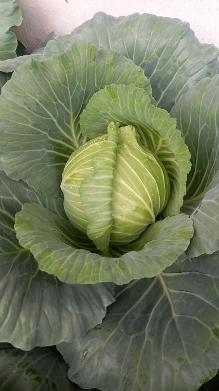 Bắp Cải - Meili [ JUIJIA - Thái Lan ]