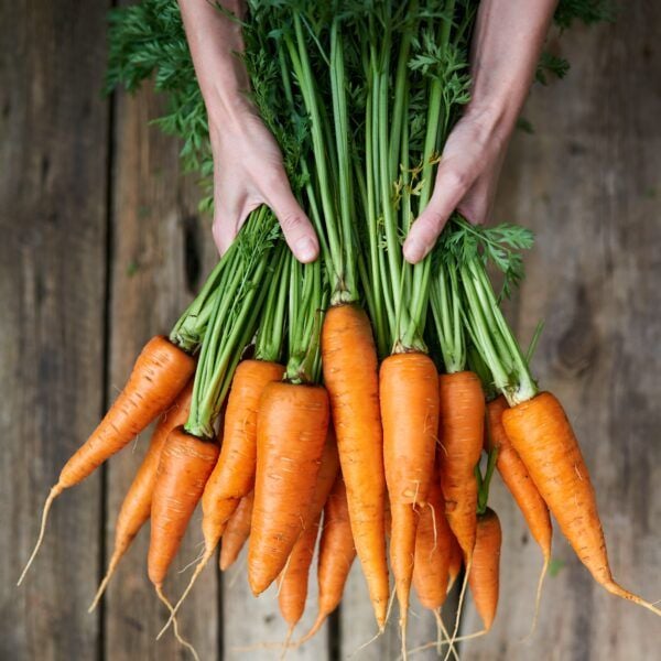 Carrot Mini Express [ Home Garden - Thái Lan ]