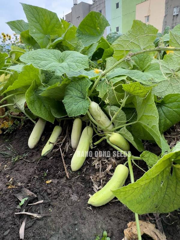 Dưa chuột lai F1 NẾP SỮA
