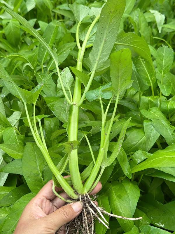 Rau Muống Ba Chạc