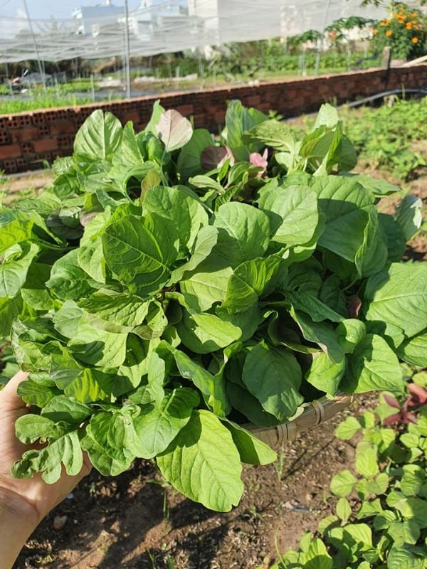 Dền Cơm [ JUIJIA - Thái Lan ]