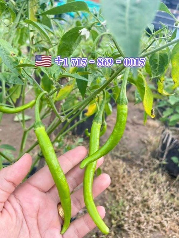 Ớt Chỉ Địa Trái Xanh Miền Trung 01