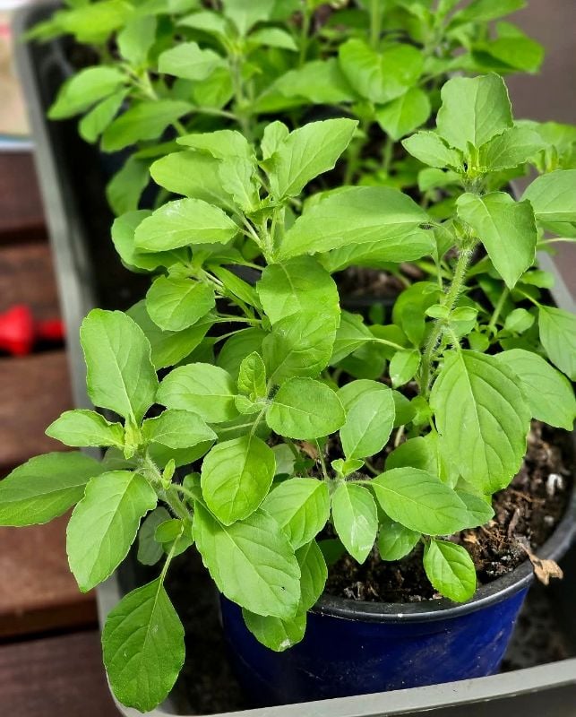 Húng Quế Trắng - Holy Basil [ JUIJIA - Thái Lan ]