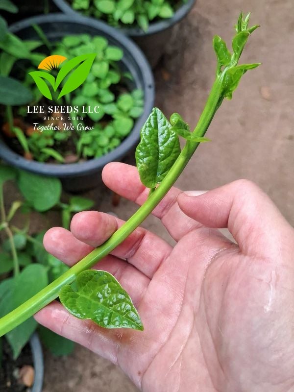 Mồng Tơi Nhật Siêu Ngọn