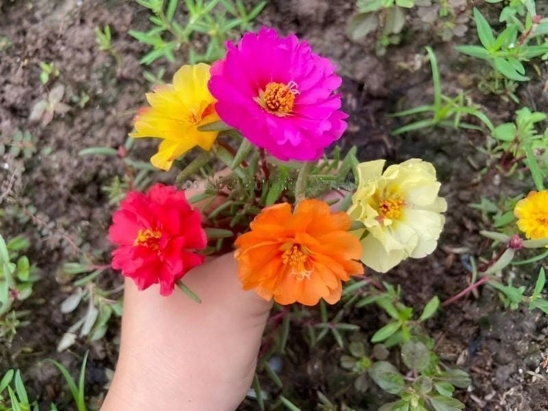 Hoa Mười Giờ Cánh Kép Nhiều Màu