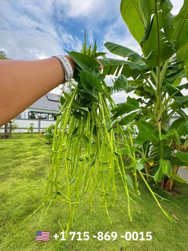 Rau Muống Thái Siêu Ngọn