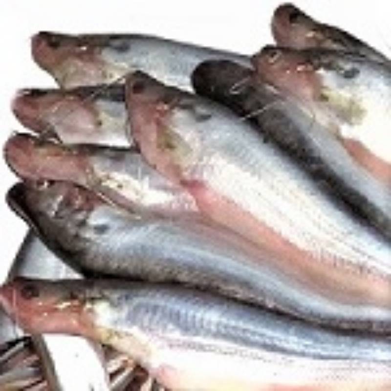 Pabda Fish 500g.