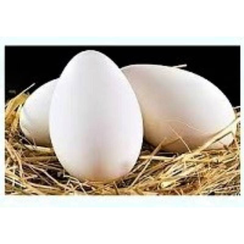 Fresh Goose Eggs - Regular 6Pcs.