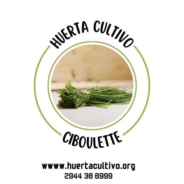 Ciboulette