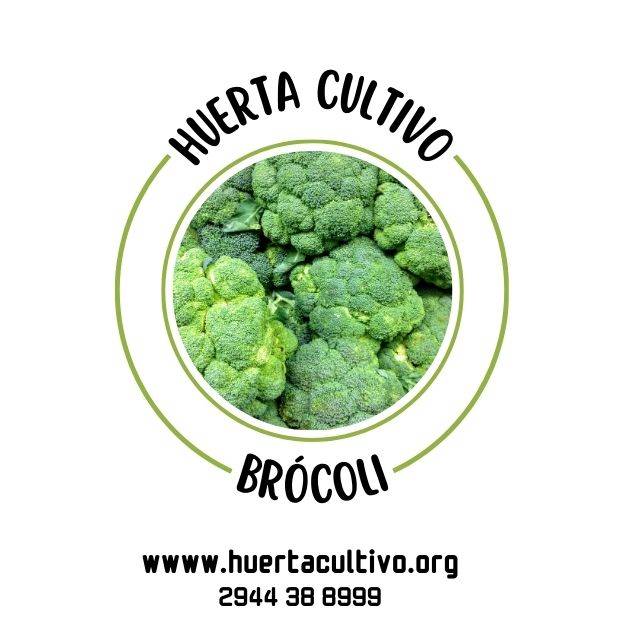 Brocoli