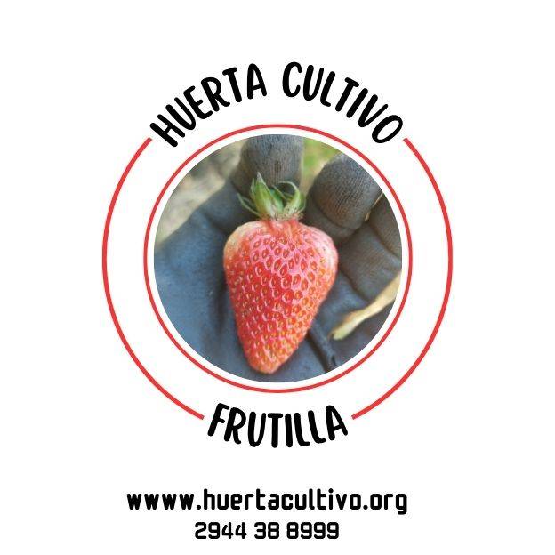 Frutillas