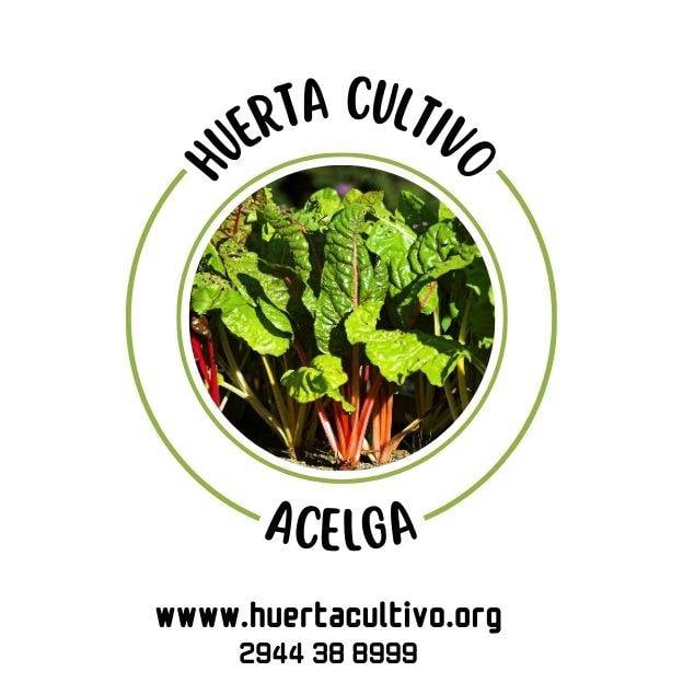 Acelga