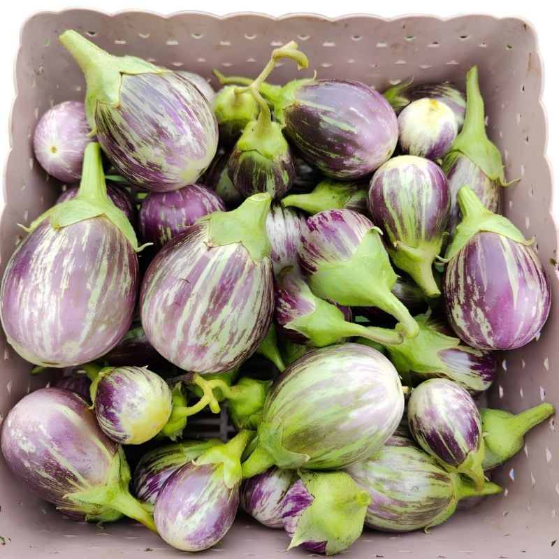 🍆Brinjal - Round