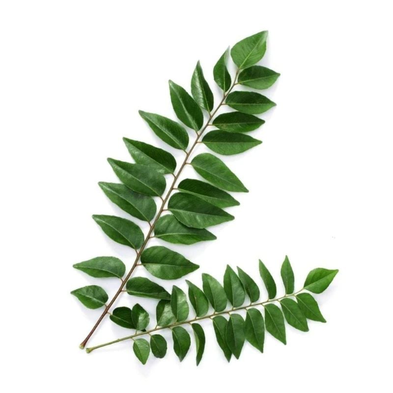 Curry Leaves 🍃