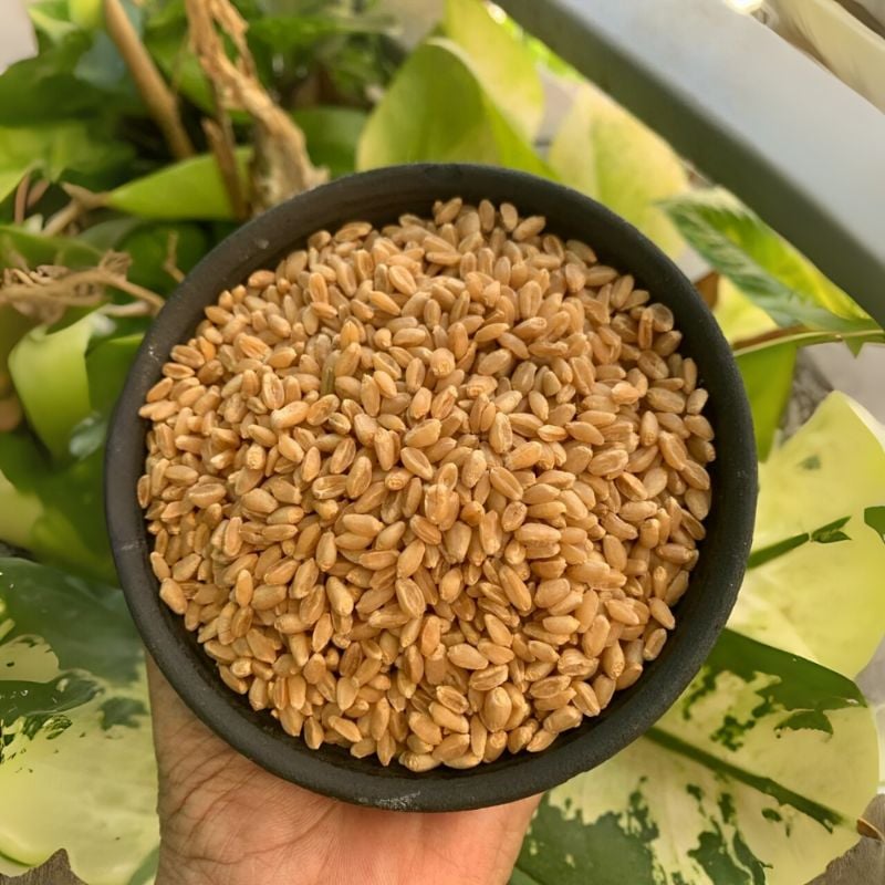 Jivan Organics MP Sharbati Wheat 1KG