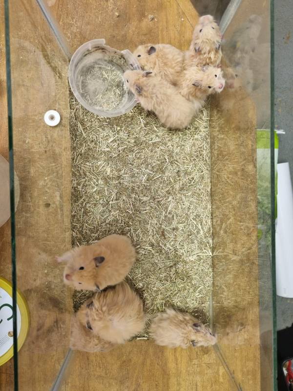 Teddybear Hamsters (adult pair)