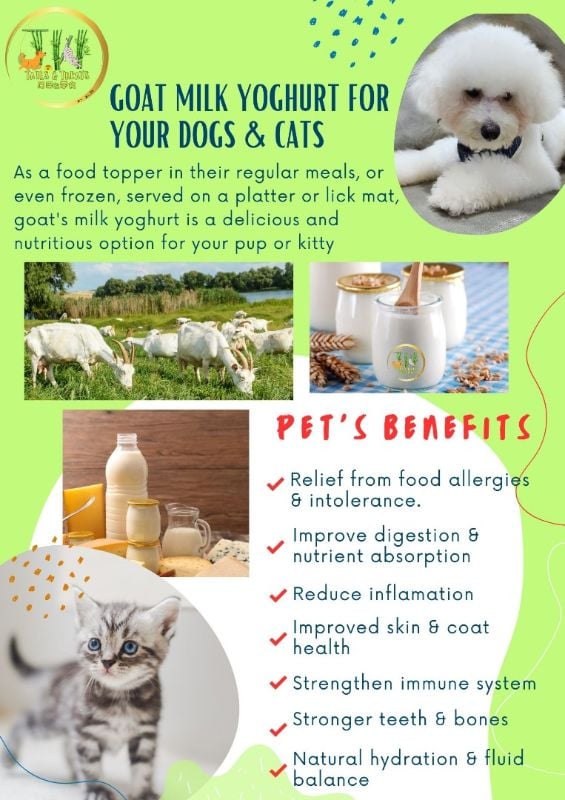 Goat Milk Yoghurt | Yogurt Susu Kambing 100g x 5 cups