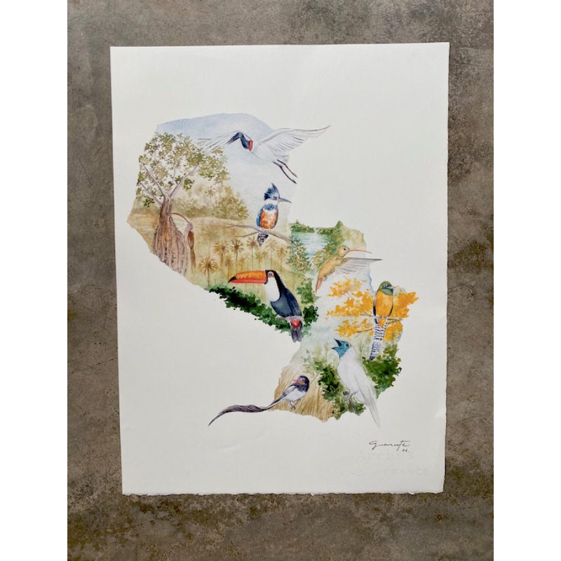 Aves del Paraguay 15x21