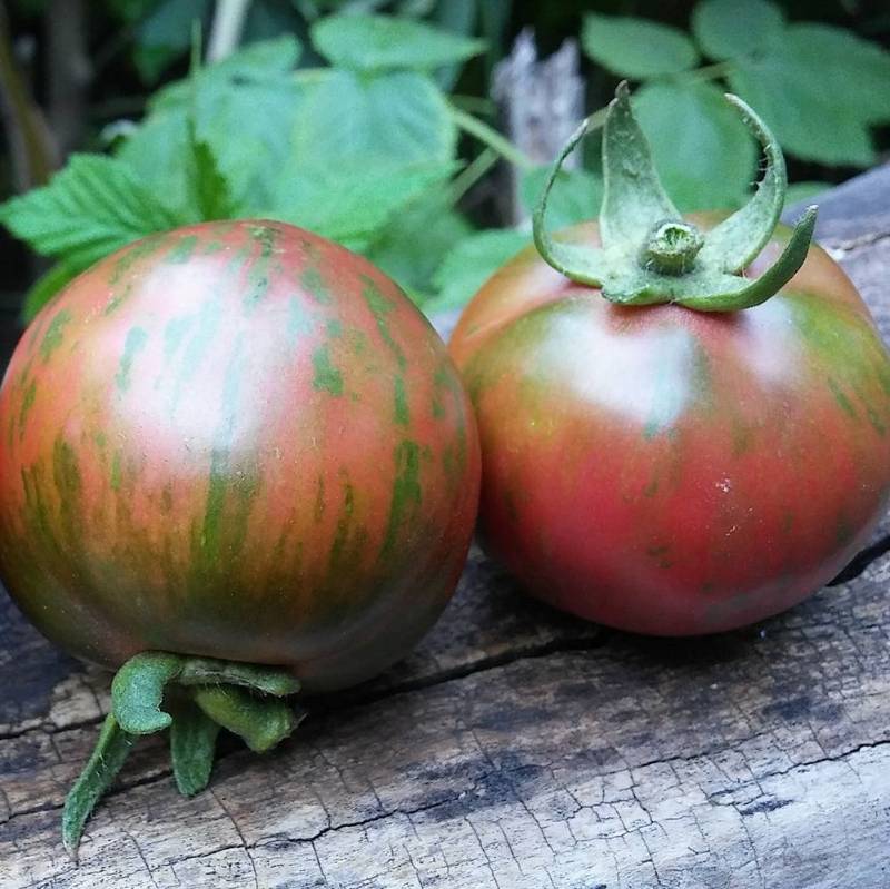 Tomate Pink Boar