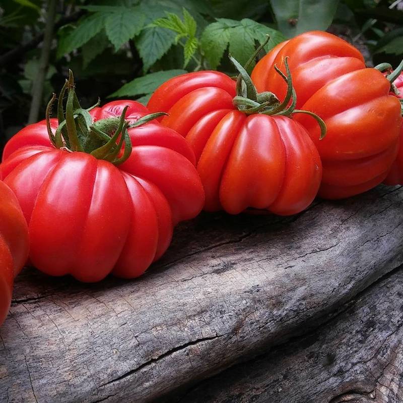 Tomate Sharpei Rot