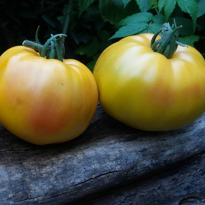 Tomate Sunset Stripe