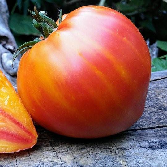 Tomate Orange Russian 117