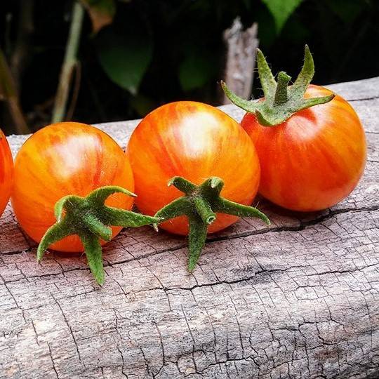 Tomate Sunrise Bumblebee