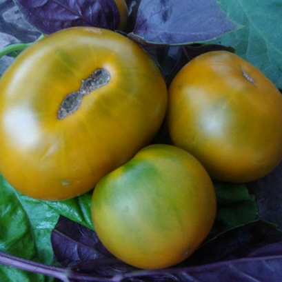 Tomate Dwarf Green Lime Salad