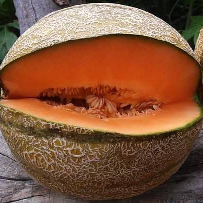 Melón Cantaloupe