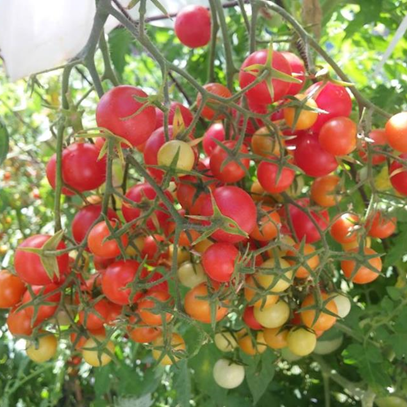 Tomate Cherry Drop's