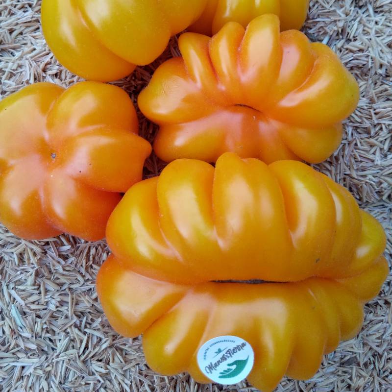 Tomate Yellow Acordeon