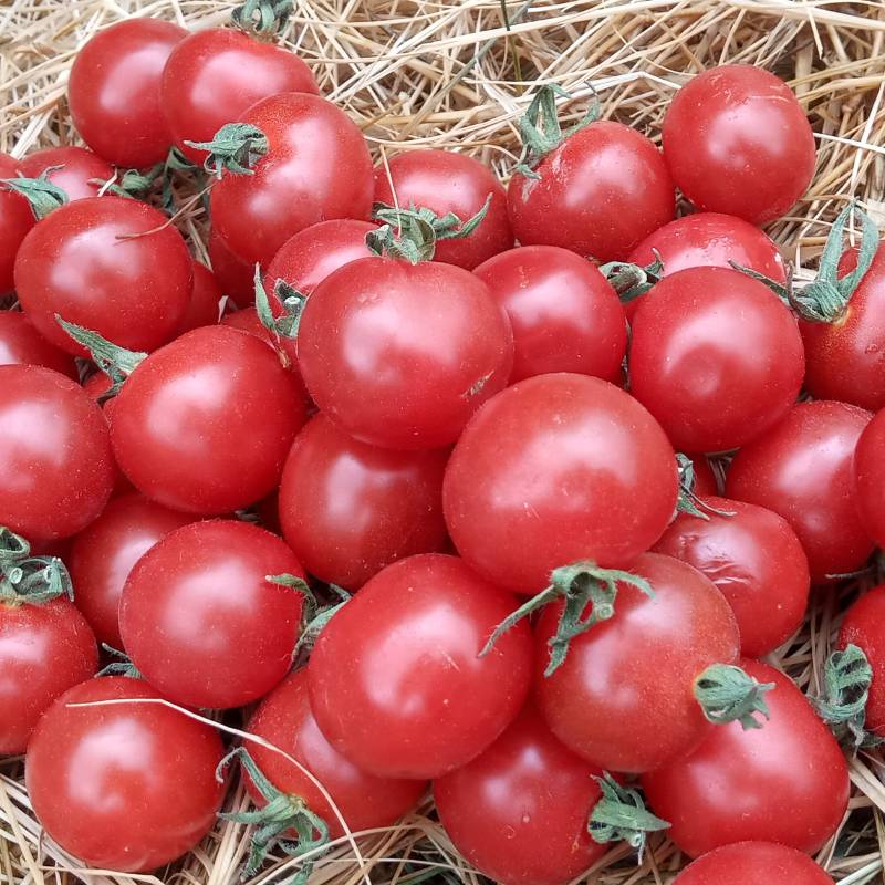 Tomate Cherry Red Petit