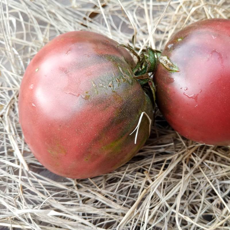 Tomate Pirámide Negra