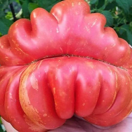 Tomate Belleza Lottringa